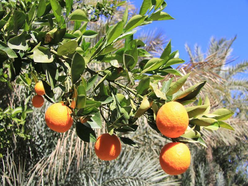 Jnane Tamsna Hotel Marrakesh Ngoại thất bức ảnh